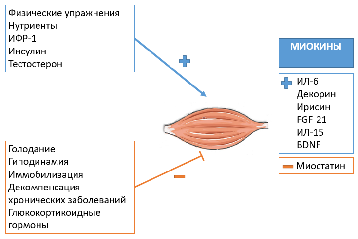 Исследование влияния стероидов на уровень инсулиноподобного фактора-3 у пользователей