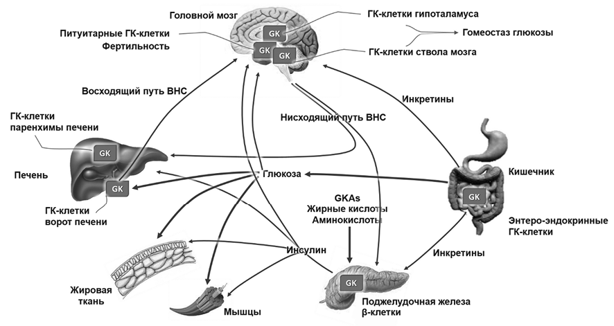 Головной мозг печень кровь