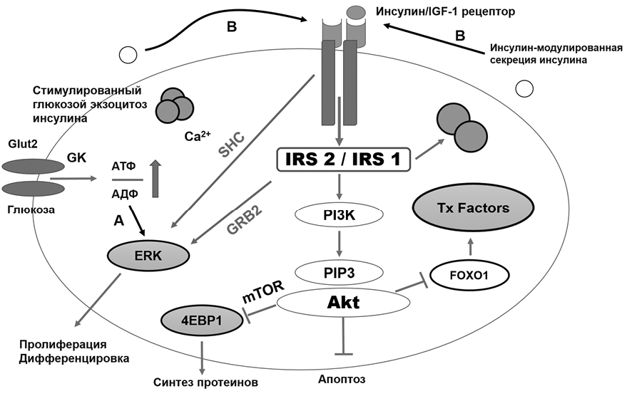 Активация глюкозы с затратой атф. Строение рецептора инсулина. Рецептор инсулина биохимия. Сигнальные пути рецептора инсулина. Схема сигнального пути инсулина.