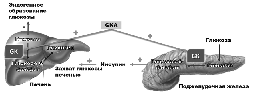 Глюкоза для печени. Глюкоза и поджелудочная железа. Инсулин в печени захват Глюкозы. Запас Глюкозы в печени. Активация глюкокиназы инсулином.