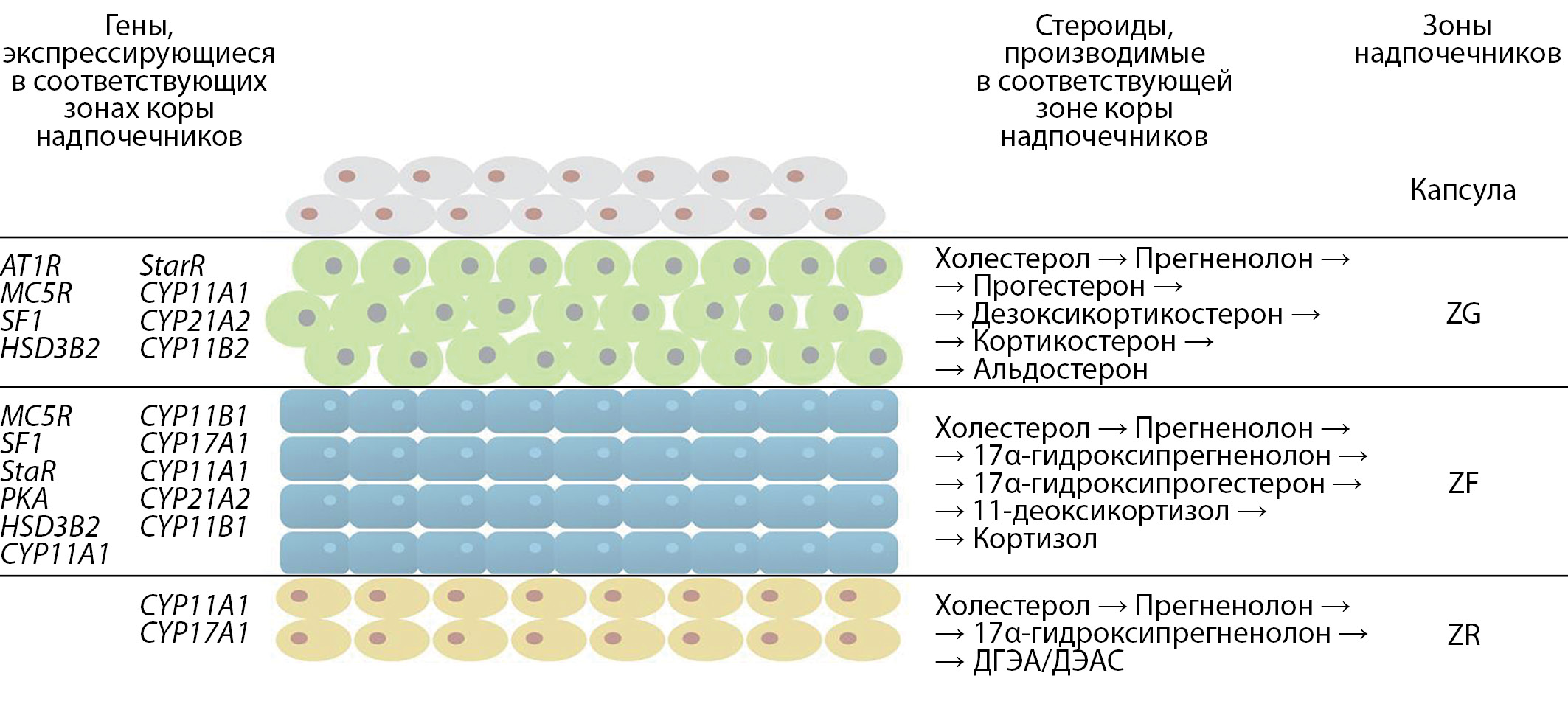 Изображение на обложке